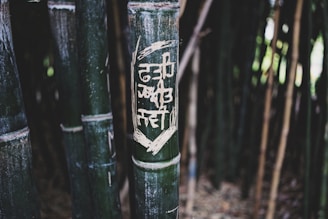 A close-up of a bamboo stalk with carved or etched text on its surface. The background features more bamboo stalks, creating a dense, natural setting with a mix of light and shadow.