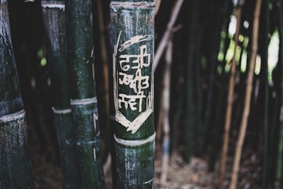 A close-up of a bamboo stalk with carved or etched text on its surface. The background features more bamboo stalks, creating a dense, natural setting with a mix of light and shadow.