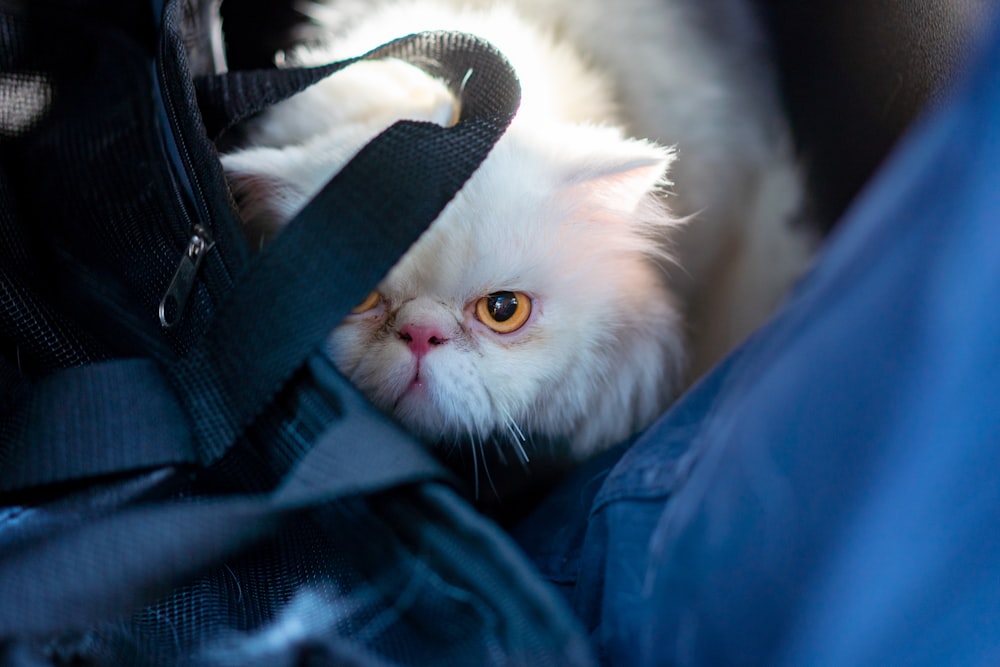 white cat on blue textile