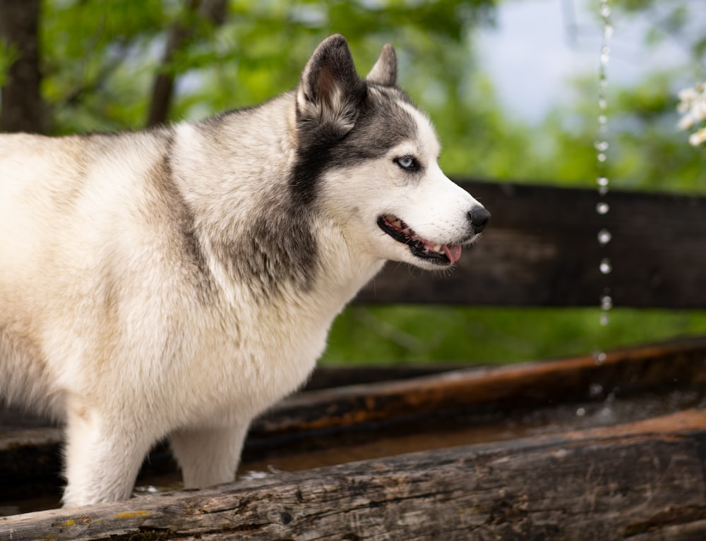 white and black siberian husky puppy on brown wooden surface during daytime