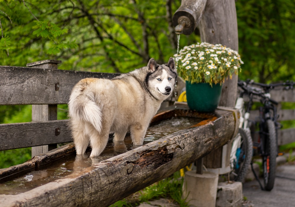 Cachorro de husky siberiano blanco y marrón en puente de madera marrón durante el día