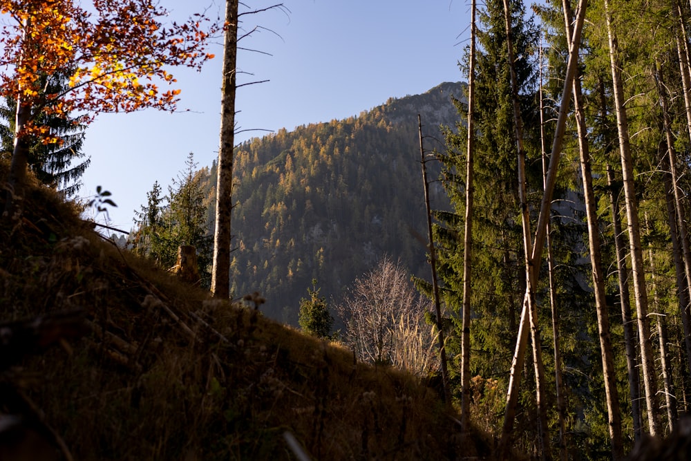 árvores verdes na montanha durante o dia