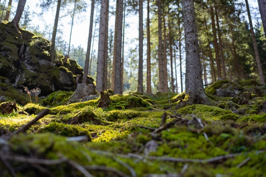 green moss on brown tree trunk during daytime in Patscherkofel Austria