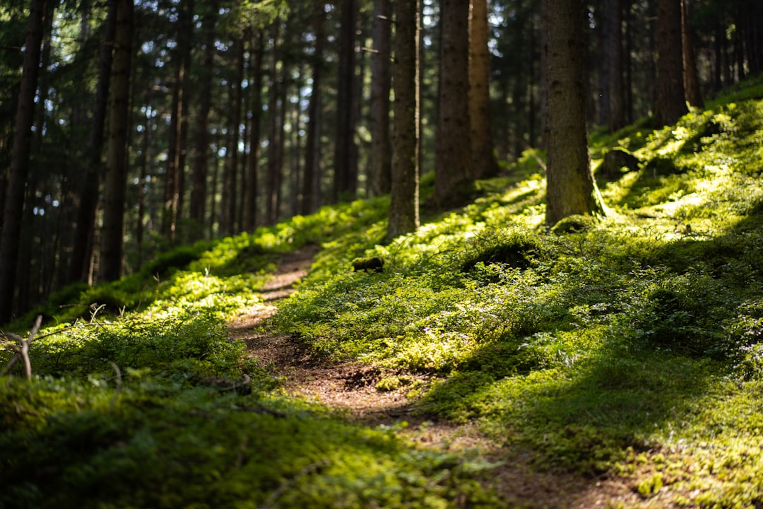 Forest photo spot Patscherkofel Innsbruck