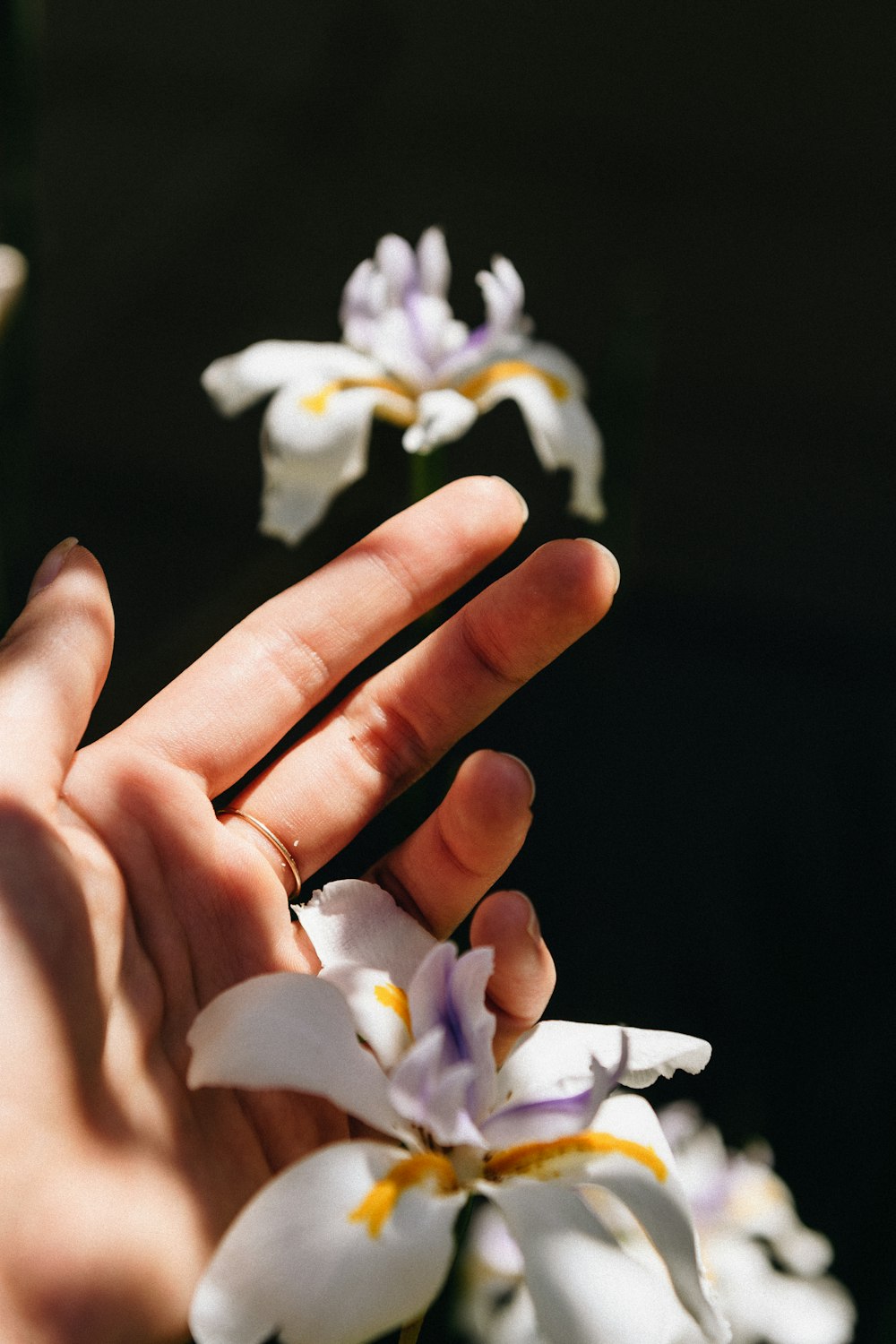 人の手に白と黄色の花