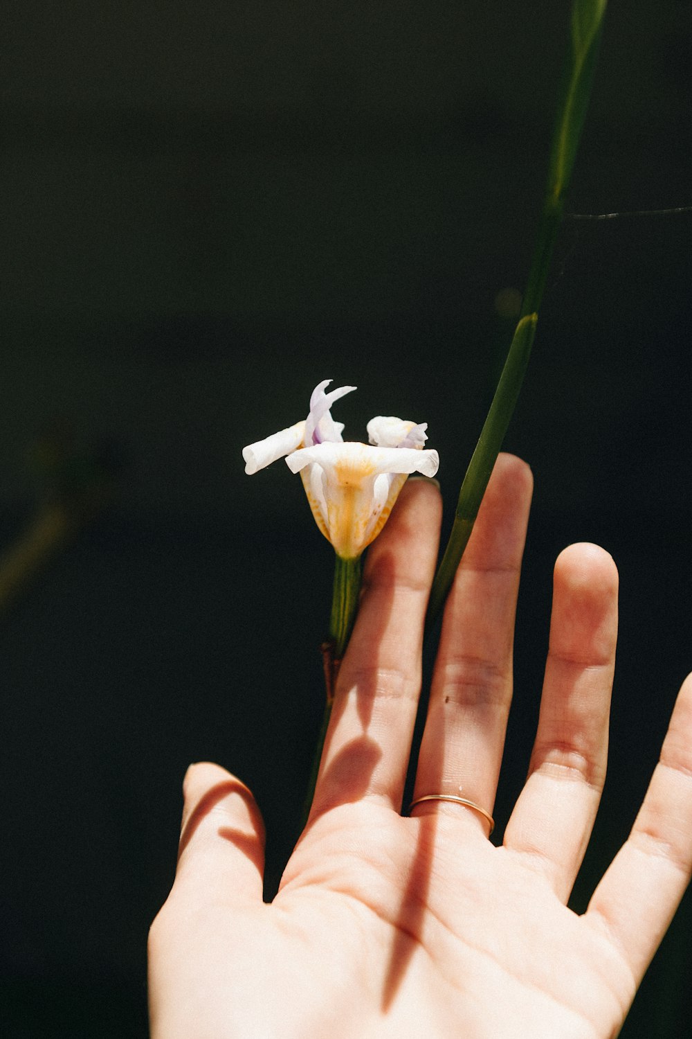 white flower on persons hand