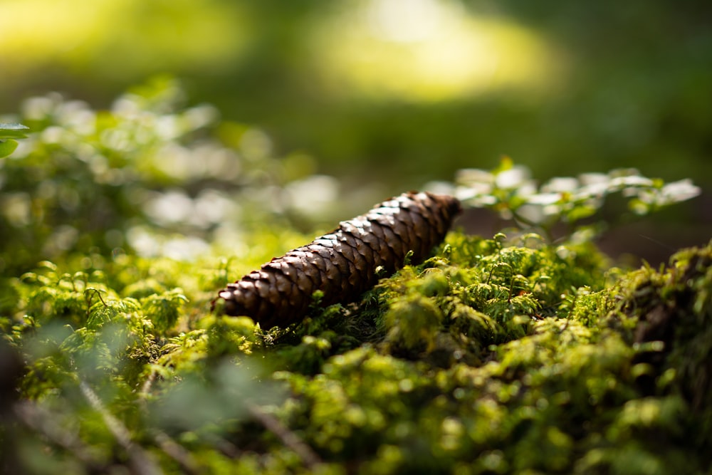 brown worm on green grass during daytime