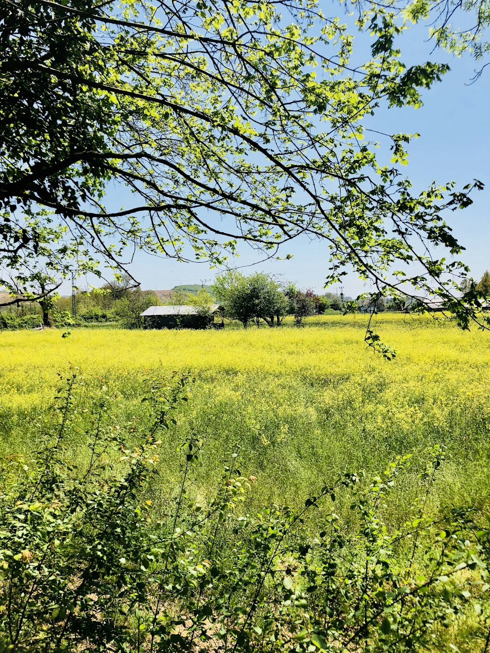 green grass field with trees during daytime