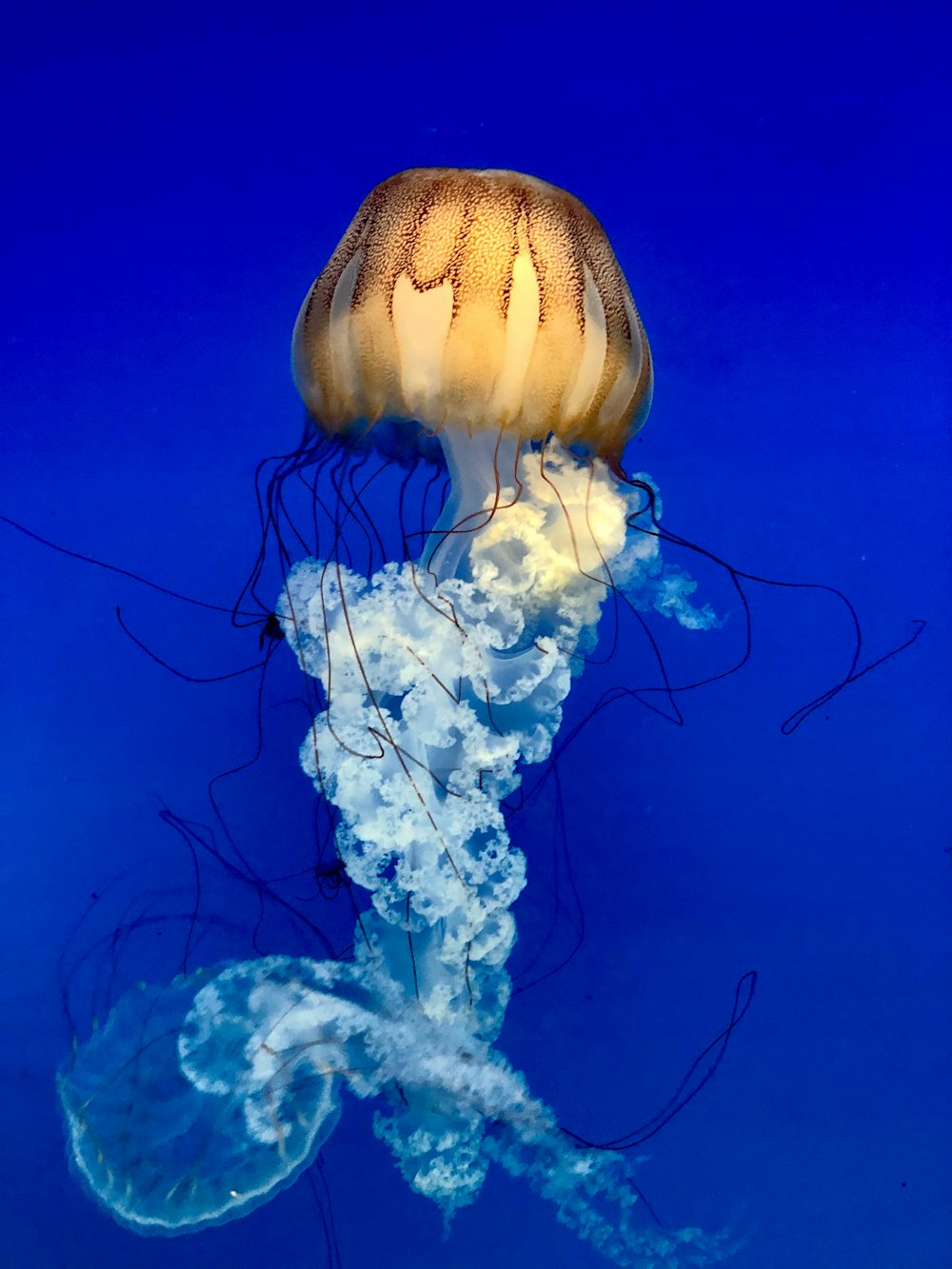 brown jellyfish in blue water