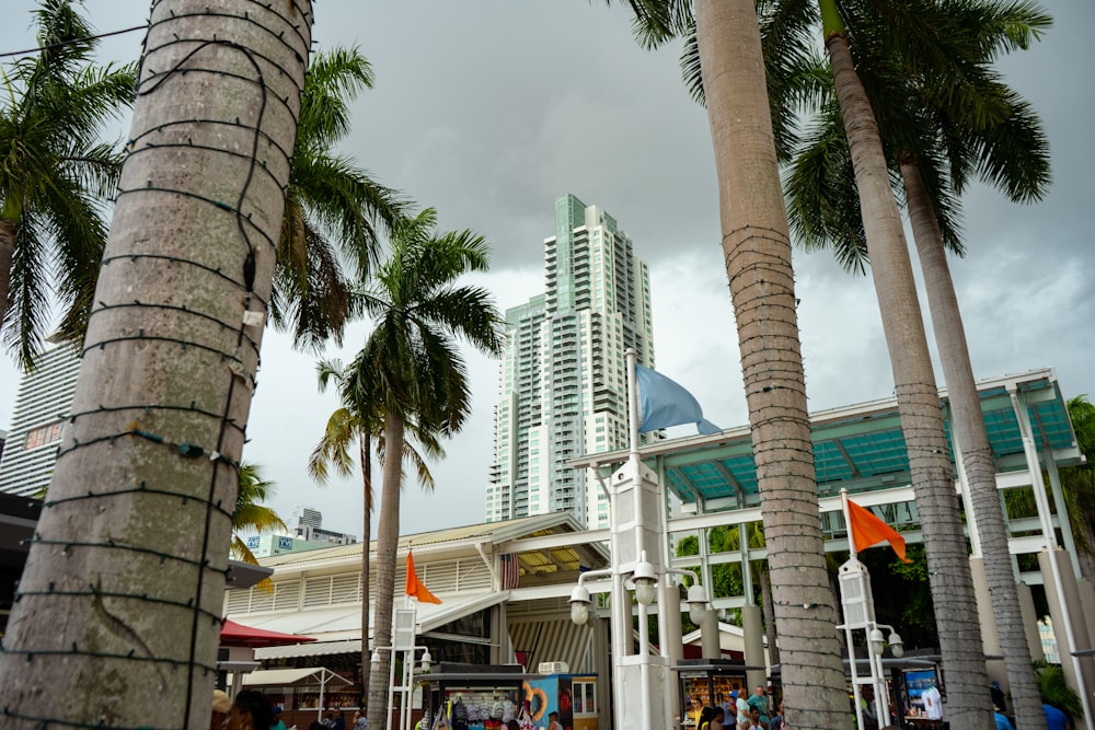 green palm tree near white concrete building during daytime