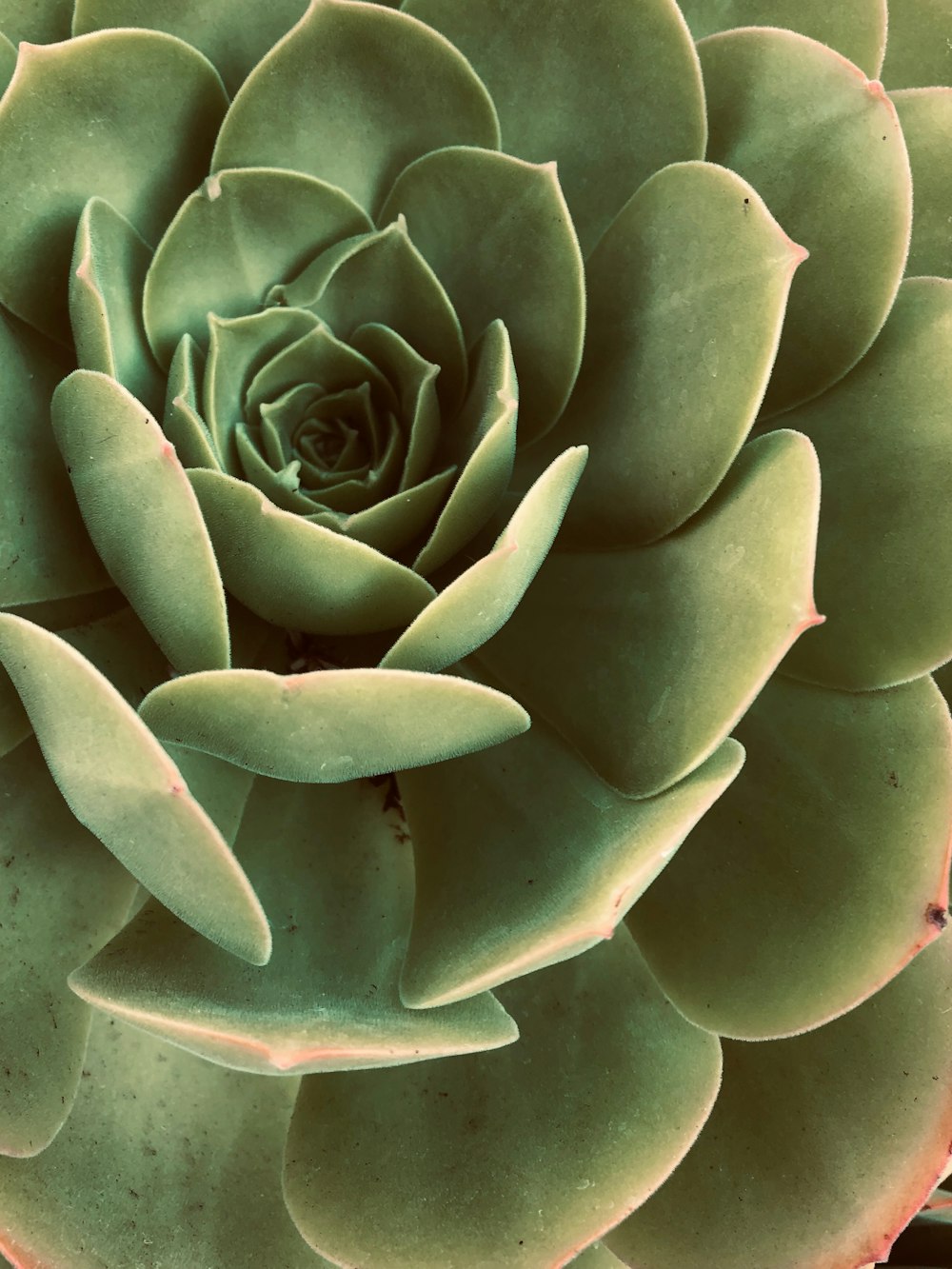 green succulent plant in close up photography