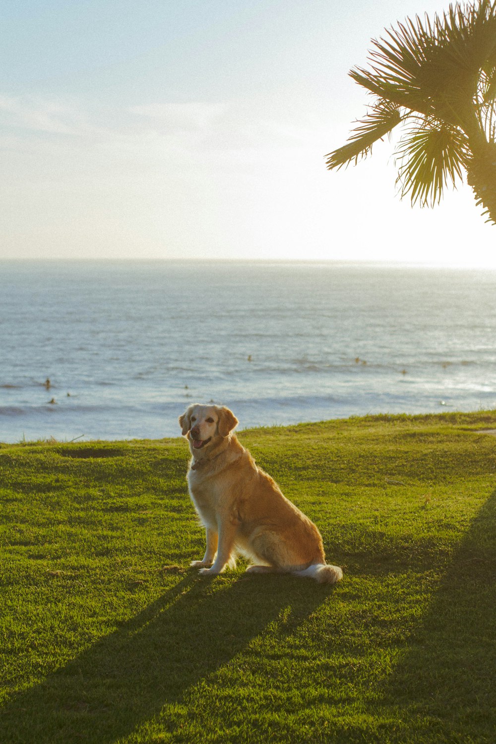 yellow labrador retriever sitting on green grass field near sea during daytime