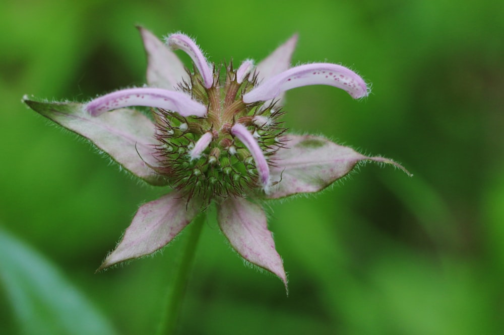 purple and white flower in macro shot