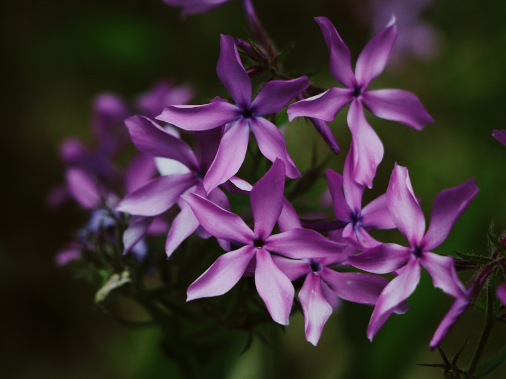 purple flowers in tilt shift lens