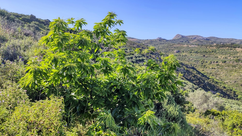 green leaf tree near mountain during daytime