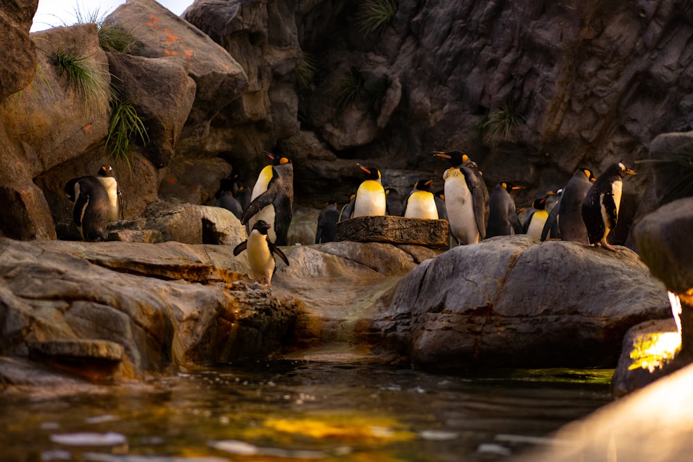 penguins on rock near river during daytime
