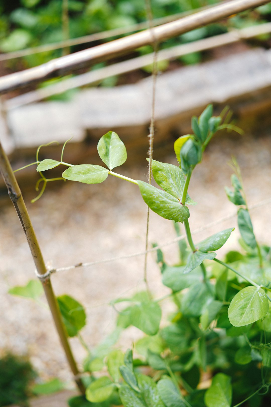 green leaf plant in close up photography