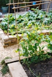 Close-up of sturdy steel climbing aids with delicate climbing plants in a backyard garden