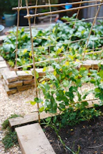 Climbing plants neatly trimmed and growing evenly on a trellis in a sunny yard.