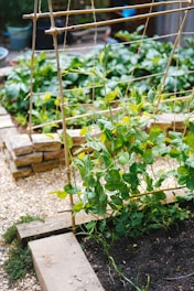 A green plant with broad leaves climbing on a wooden trellis in a garden setting. The foreground features a small garden bed bordered by wooden planks and surrounded by gravel. Other plants and foliage are visible in the background, suggesting a lush, well-maintained garden area.