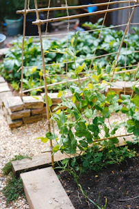 A black metal plant trellis standing tall with climbing ivy winding around it in a sunlit garden corner.