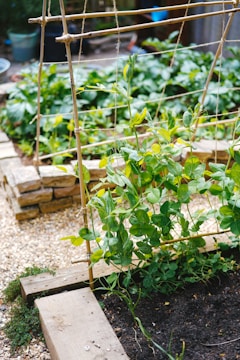 A green plant with broad leaves climbing on a wooden trellis in a garden setting. The foreground features a small garden bed bordered by wooden planks and surrounded by gravel. Other plants and foliage are visible in the background, suggesting a lush, well-maintained garden area.