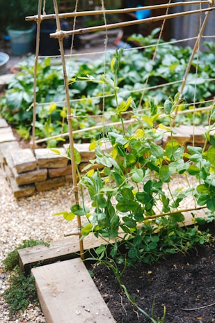 Close-up of vibrant green bean plants climbing a rustic wooden trellis in a sunlit garden.