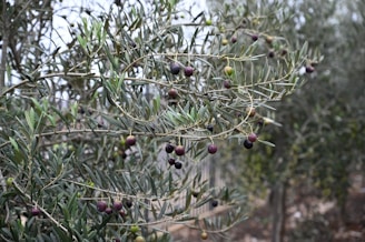 Branches of an olive tree adorned with ripening olives, set against a background of similar trees. The olives vary in color from green to purple and black, indicating different stages of ripeness. The leaves are elongated and silvery-green, contributing to a natural, earthy aesthetic.