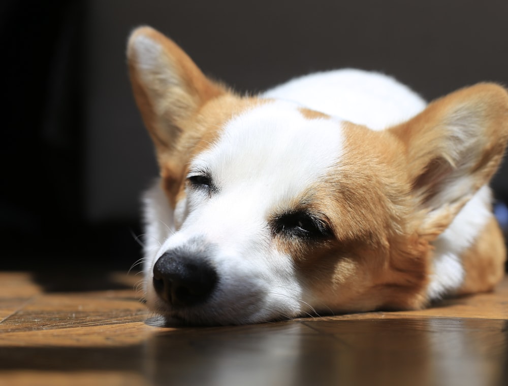 white and brown short coated dog lying on brown wooden floor
