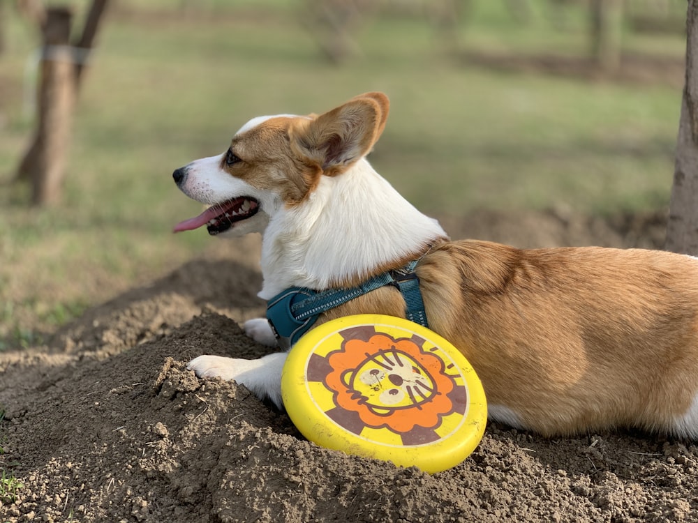 brown and white corgi puppy biting yellow and white plastic round plate