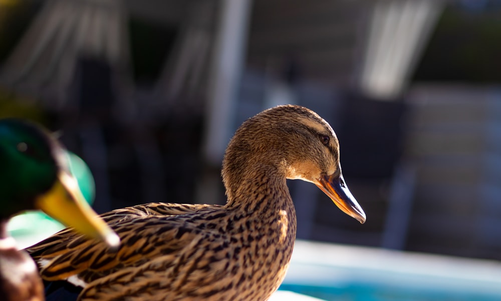 brown duck in close up photography