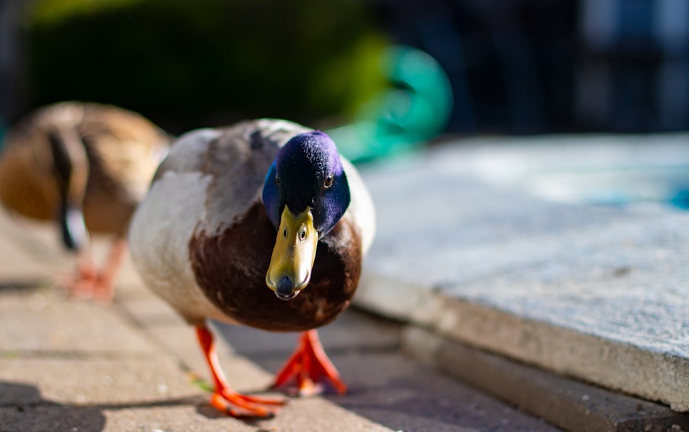 brown and blue duck on gray concrete floor