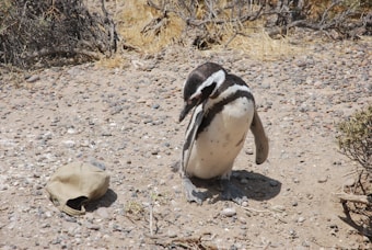 A penguin stands on rocky ground in a dry, arid environment. Nearby, a beige baseball cap lies on the ground. There are sparse shrubs and twigs scattered around the terrain.