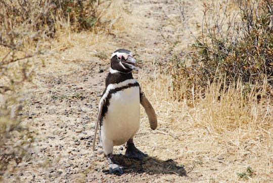 black and white penguin on brown field during daytime in Puerto Madryn Argentina