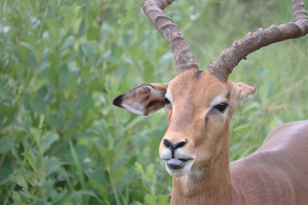 brown deer on green grass during daytime