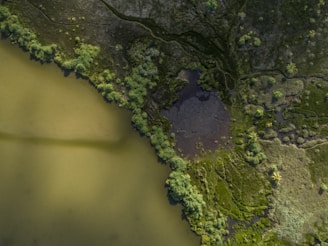 An aerial view of a landscape featuring a body of greenish water bordered by dense green vegetation and marshy land. The vegetation transitions into a variety of textures and shades, with visible pathways and patches of denser forest. The terrain shows a complex mixture of wetlands and greenery.