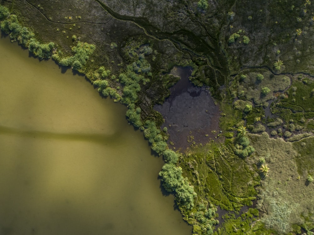 green moss on brown tree trunk