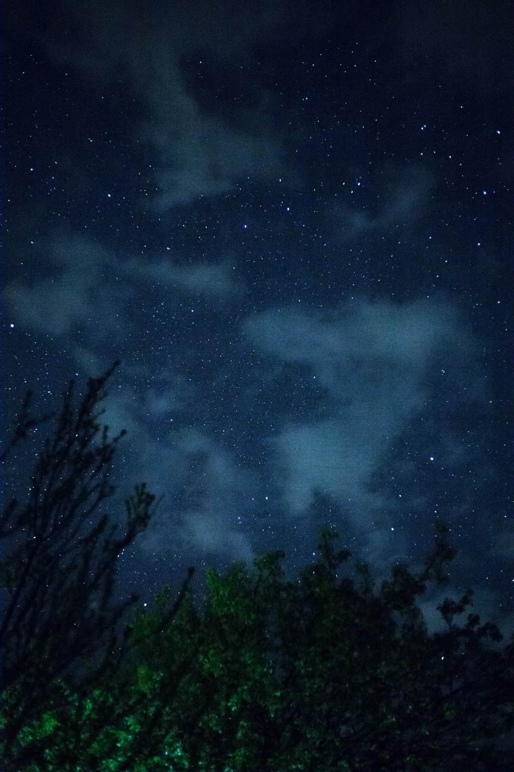 arbres verts sous le ciel bleu pendant la nuit