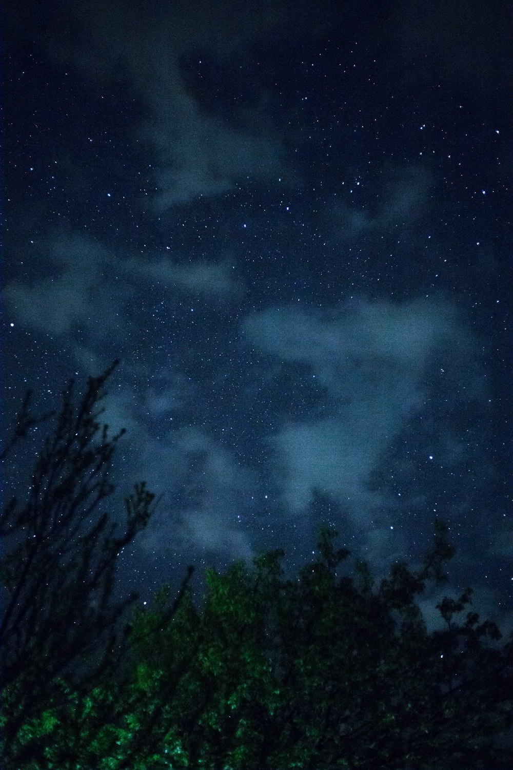 green trees under blue sky during night time