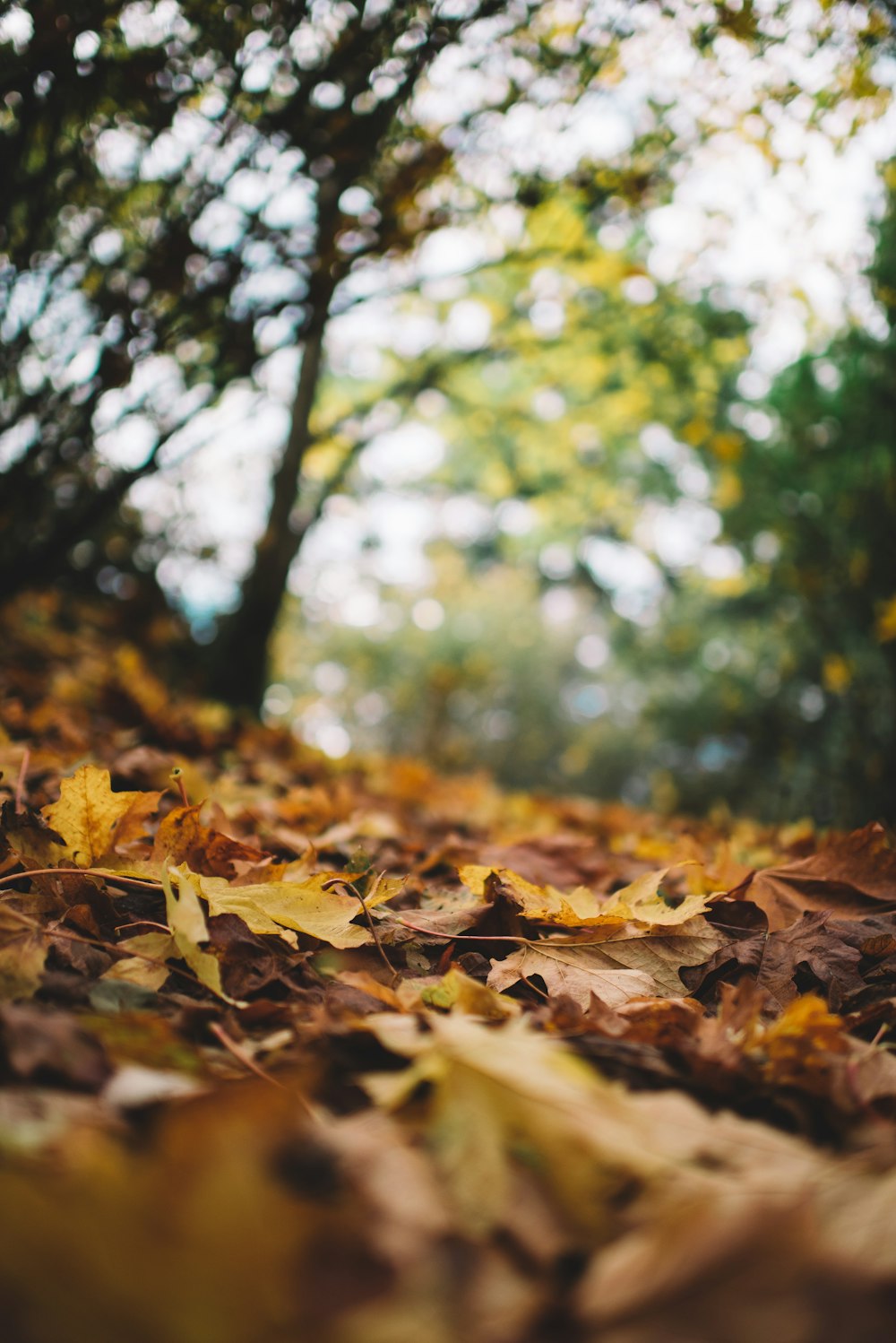 brown leaves on ground during daytime