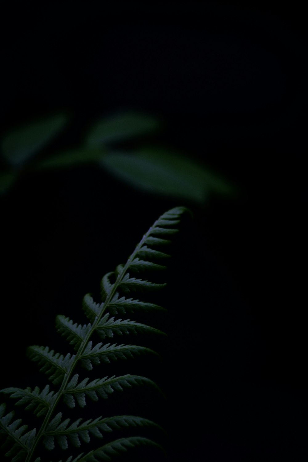 green leaf plant in dark room