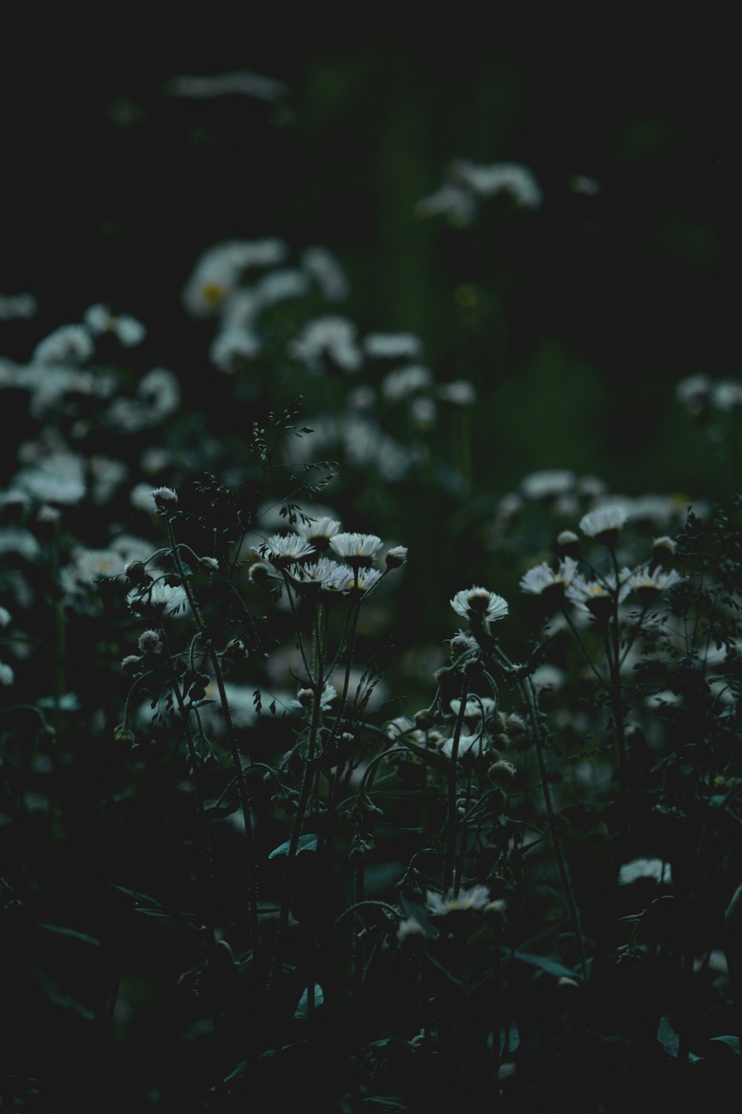 white flowers with green leaves