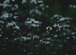 white flowers with green leaves