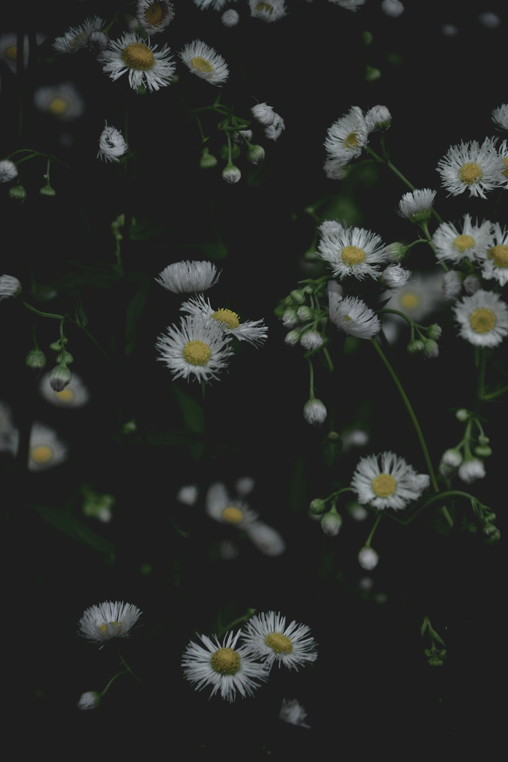 weiße und gelbe Blüten auf schwarzem Hintergrund