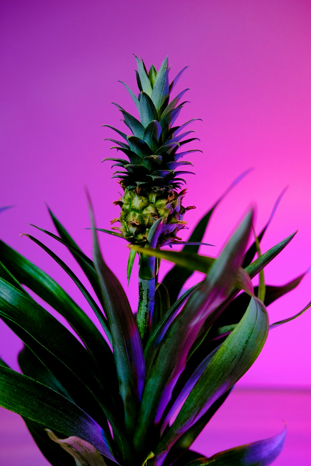 green and brown pineapple fruit