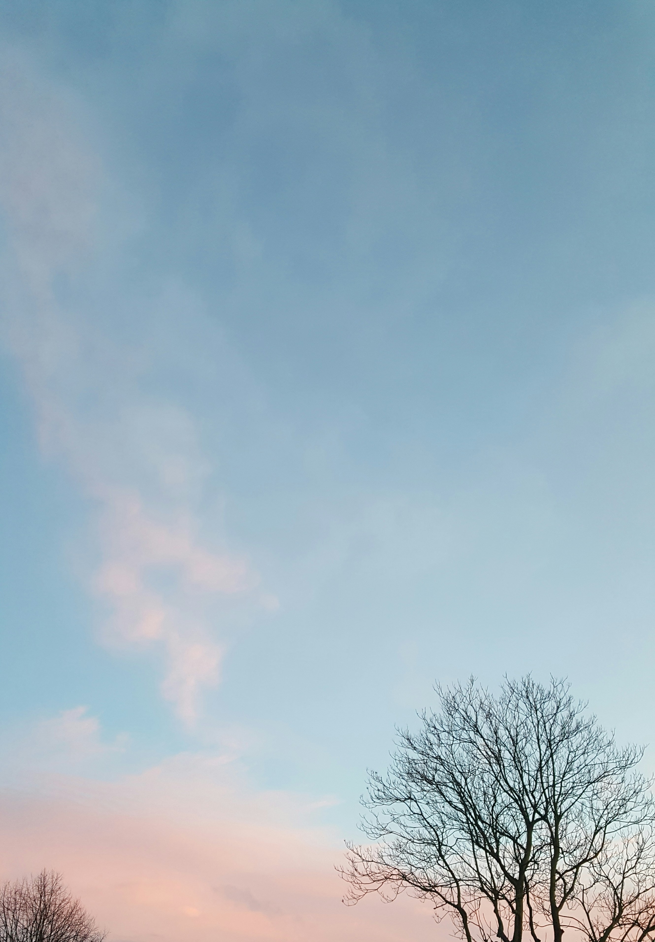 青空の下で葉のない木の写真 Unsplashの無料自然写真