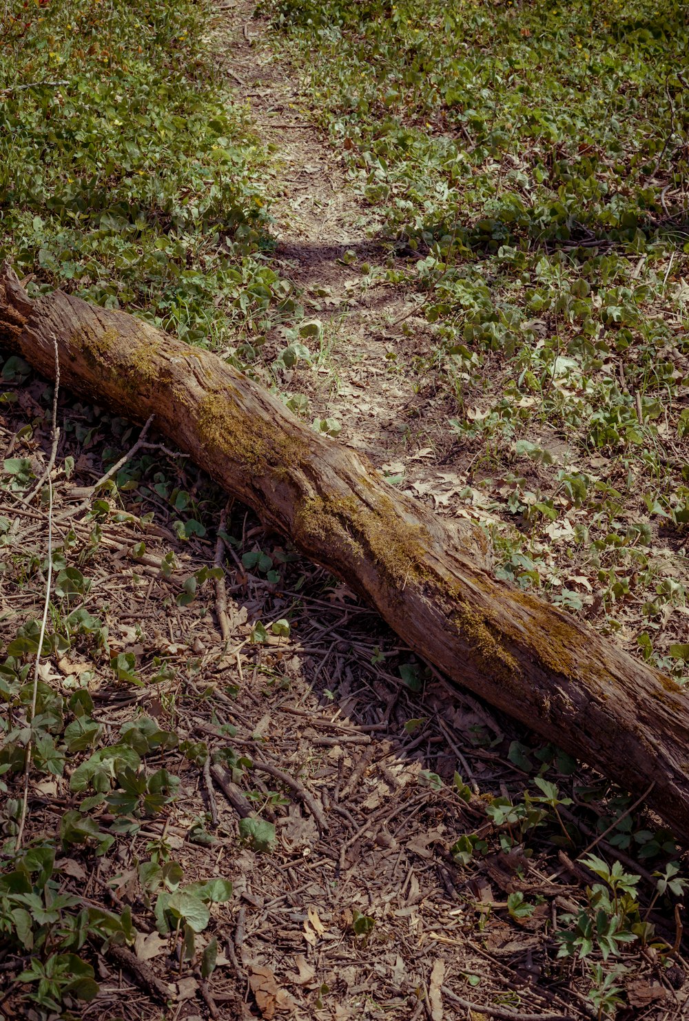 brown tree trunk on green grass