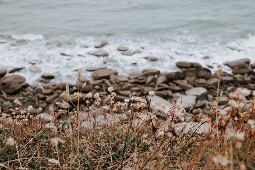 brown dried leaves on seashore during daytime