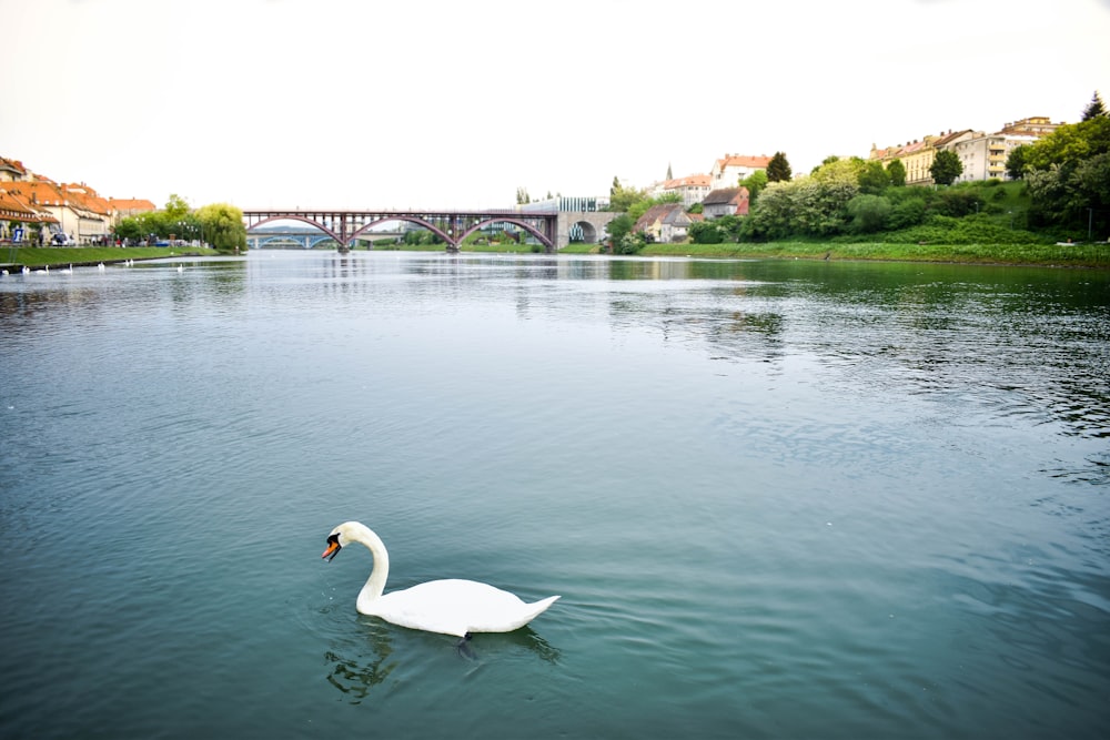 white swan on water during daytime