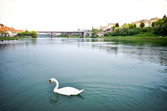 white swan on water during daytime in Maribor Slovenia